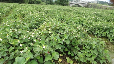 鱼腥草种植基地